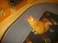videos de My....CAT scArlEt