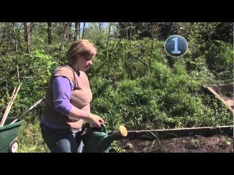 how to fertilize properly