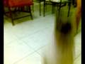 videos de Pug standing on two feet