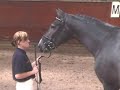 Zugaro KWPN niet goedgekeurd 2007 verrichtingsonderzoek