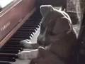 videos de The Dog Musician!