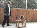 Precision Dogs Training System - Dale Stavroff and Penny Precision Dogs Training System - Dale Stavroff and Penny
