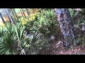 A Bigfoot Sighting In Florida: Hunters vs Researchers