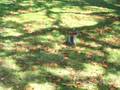 videos de Squirel and co