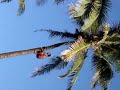 Samoan climbing a coconut tree @ PCC