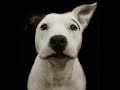 THIS PIT BULL VIDEO ROCKS!TRUST ME
