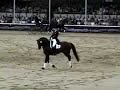 Dressage pirouette Stallions Parade Dressage pirouette Stallions Parade