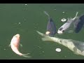 baby koi eating baby koi eating