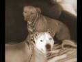 An APBT's Letter