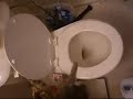 Kitten flushes the toliet