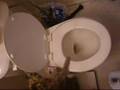 Vraiment tr�s pers�v�rant ce matou qui tente d'actionner une chasse d'eau.