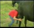 funny Horse Surprise