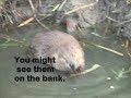 Martinez Beavers