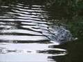 Martinez Beavers