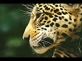 TOBAS \"JAGUAR\" KalaMarka TOBAS \"JAGUAR\" KalaMarka