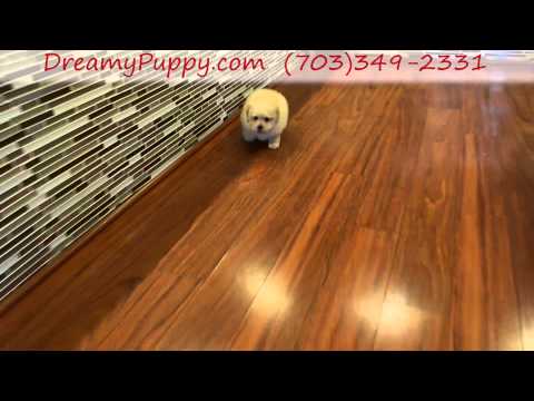Super Cute Toy Poodle Girl!