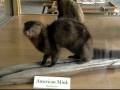 Adirondack Wild life Center Tupper Lake New York