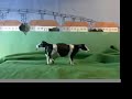 Cowtown: the Video by Jumpsuit: the Band Cowtown: the Video by Jumpsuit: the Band