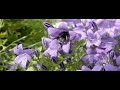 large garden bumblebee, bombus ruderatus on campanula