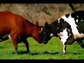 Who let them cows out, redneck parody Who let them cows out, redneck parody