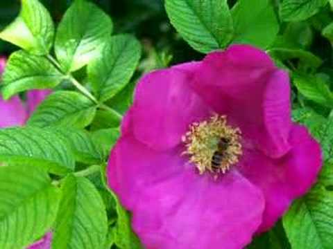 Nectar Rose