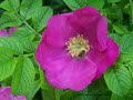 Honey Bee visits the Rose