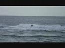 Surfing at Laniakea aka Lani\ Surfing at Laniakea aka Lani\