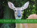 Dr. Dolittle 4! Exclusive! Dr. Dolittle 4! Exclusive!