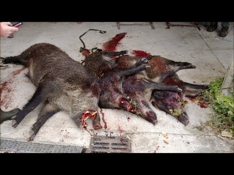 chasse - Le voila enfin, le résumé de ma saison de chasse 2013/2014 avec tout les moment que j'ai pu vivre durant cette année. Abonnez-vous et laissez un commentaire.