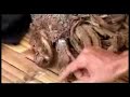 Cz�owiek drzewo TREEMAN