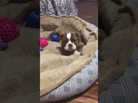 Playing video of chocolate playing by herself