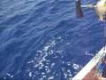 Yellowfin Tuna Texas Style!