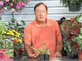Growing Flowering Plants : Growing Portulaca Plants Growing Flowering Plants : Growing Portulaca Plants