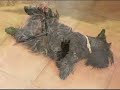 Scottish Terrier  Midas