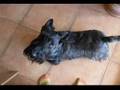 Scottish-Terrier-Mid
