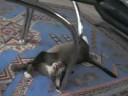 Kitty Crack