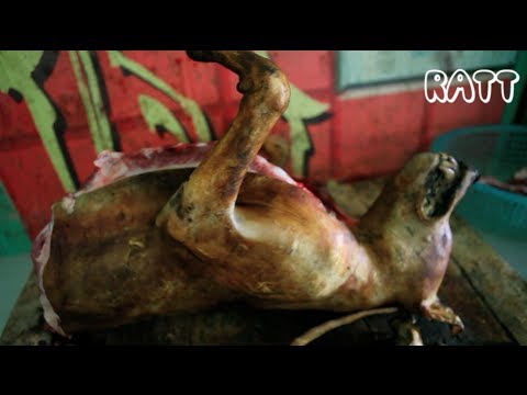 girl slaughtering animal