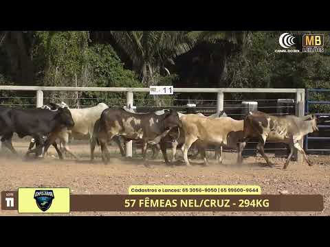 1� LEIL�O EXPOJUINA - 2026