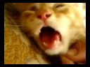 funny cats screaming