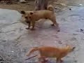 TITAN(perro) vs TIGRE(gato) TITAN(perro) vs TIGRE(gato)