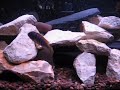 Lake Malawi African Cichlids