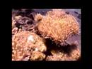 Diving in Bali Part 4 Diving in Bali Part 4