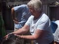 Rescued Blue Penguin