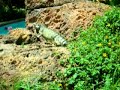 Iguana on Aruba