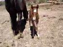 azaria.html