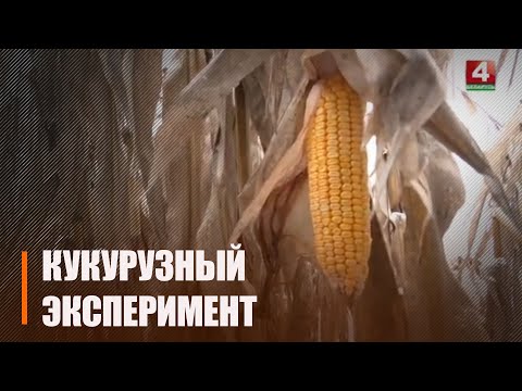 На Гомельщине подвели итоги уборки кукурузы в зимний период видео