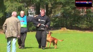 HQ video Parel der Veluwe
