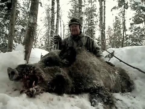 Wild Boar Hunting for Genuine Russian Boar