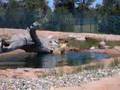 videos de Shake Tank