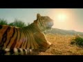 Optus Simple Life Parody